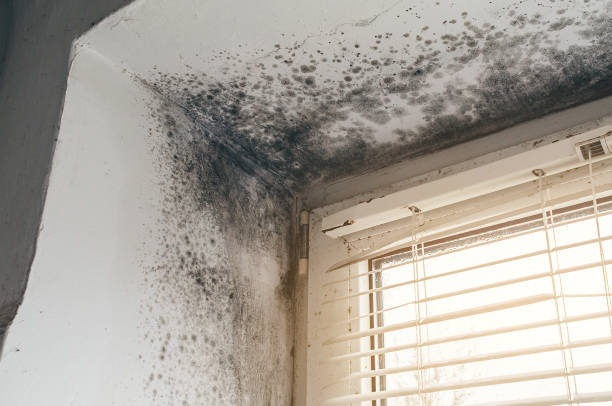 Affordable Mold Removal solutions in Wallops Island, VA